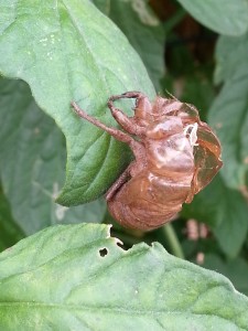 Cicada-Nymph