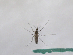 Female-mosquito