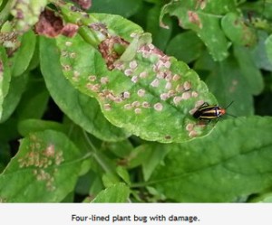 Four-lined-plant-bug-with-damage
