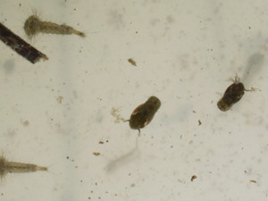 Mosquito-larvae